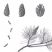 Bot. Ill. Pinus Sylvestris (Waldkiefer)