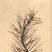 Pinus Sylvestris (Zweig)